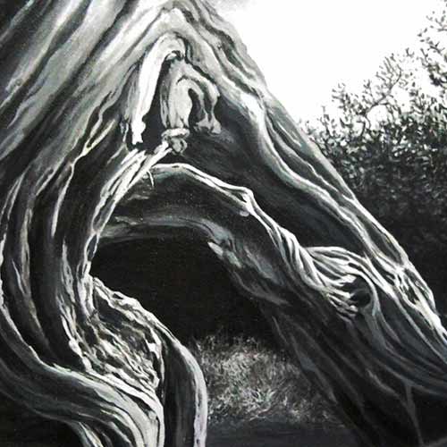 Twisted tree (at Edwards point)