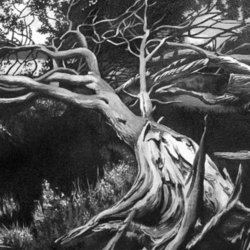Fallen tree at Toolern Creek - acrylic on canvas
